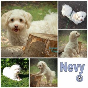 Nevy in 24811 Brekendorf - vermittelt