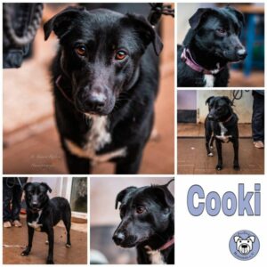 Cooki in 66265 Heusweiler - vermittelt