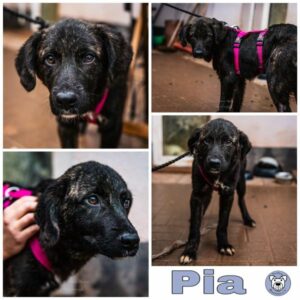 Pia in 66265 Heusweiler - vermittelt