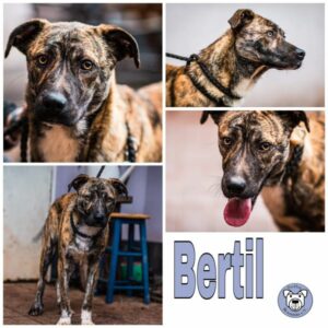 Bertil in 66265 Heusweiler - vermittelt