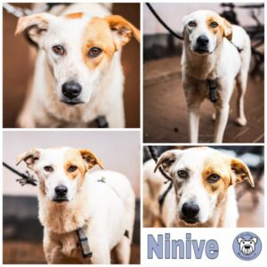 Ninive in 66265 Heusweiler - vermittelt