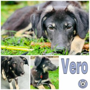 Vero in 19061 Schwerin - vermittelt