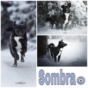 Sombra (♀) in 56753 Mertloch - vermittelt