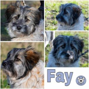 FAY (♀) in 18311 Ribnitz Damgarten - vermittelt