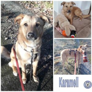 Karamell in 61276 Weilrod - vermittelt