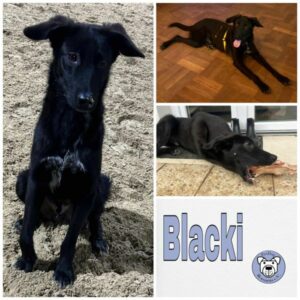 Blacki in 53115 Bonn - vermittelt