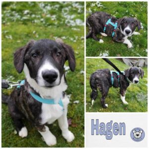 Hagen in 45891 Gelsenkirchen - vermittelt