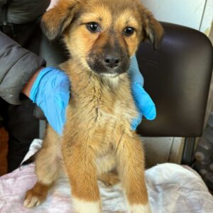 PIJA - ausgereist zur Tierhilfe Lebenswert