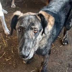 LANCELOT (♂) - NOTFALL: Mobbingopfer - vermittelt Manuela