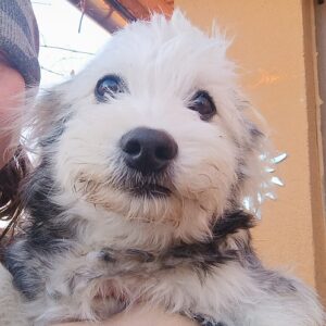 PILLOW - reserviert Tierhilfe Lebenswert DR - vermittelt