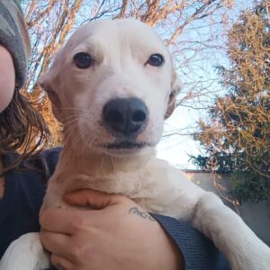 WEYA - vermittelt MD