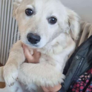 JIP (♀) - auf PDR PS im PLZ Bezirk 24 - vermittelt