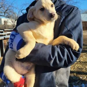 SCOOTER - auf PDR PS im PLZ Bezirk 99 - vermittelt