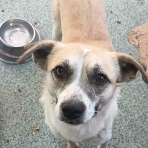 PEPPY ♂ - ausgereist zur Tierhilfe Lebenswert