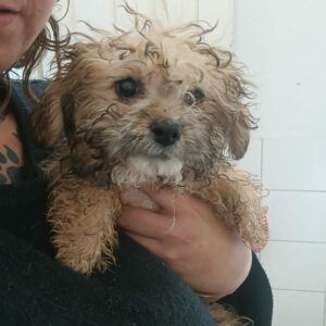 LENNY (♂) - ausgereist zur Tierhilfe Lebenswert