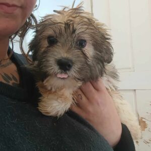 SKY (♀) - ausgereist zur Tierhilfe Lebenswert