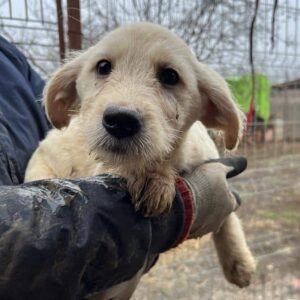 REYKO (♂) - auf PDR PS im PLZ Bezirk 99 - vermittelt