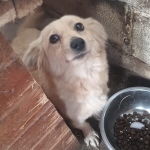 SIJI - resigniert und überfordert - reserviert Tierhilfe Lebenswert DR - vermittelt