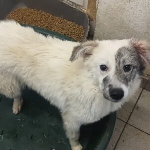 NUJA (♀) - reserviert Tierhilfe Lebenswert DR - vermittelt