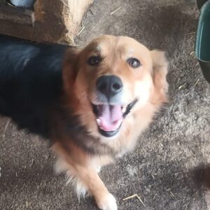 LANOU (♂) - in Rumänien vermittelt 02/24