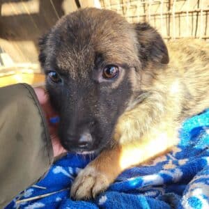 RUDY (♂) - auf PDR PS im PLZ Bezirk 33 -vermittelt