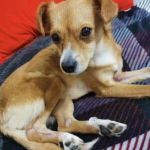 CAISSY (♀) - auf PDR PS im PLZ Bezirk 56 - vermittelt