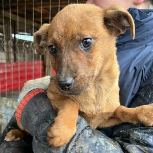 MORLE (♀) - ausgereist zur Hundehilfe Kreta e.V.