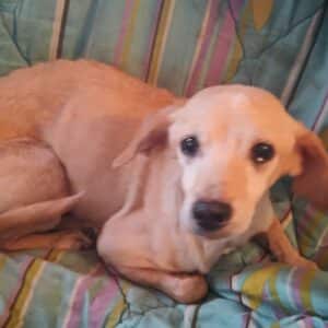 LENJA - in Rumänien vermittelt 06/24