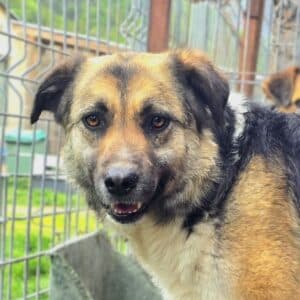 SOFIA (♀) - Mobbingopfer (04/26)