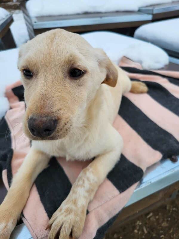 TAIKA (♀) - ausgereist zum Kinder- und Tierschutzhof Hahnenberg – Bild 2