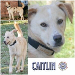 CAITLIN  (♀) in 21493 Möhnsen - vermittelt