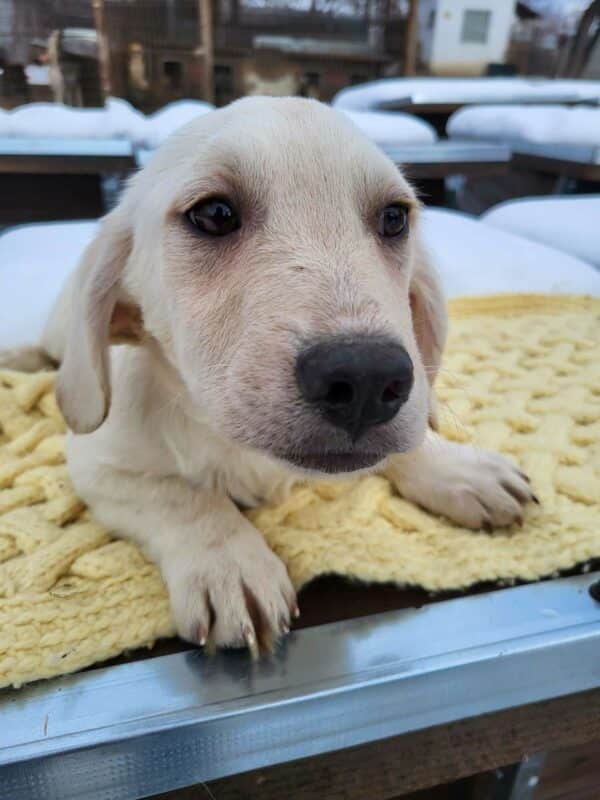 GUSTAF (♂) - ausgereist zum Kinder- und Tierschutzhof Hahnenberg – Bild 3