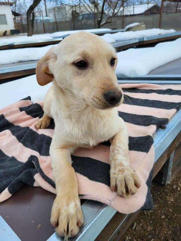 TAIKA (♀) - ausgereist zum Kinder- und Tierschutzhof Hahnenberg – Bild 3