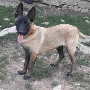 TWISTA (♀) - RBB 11/24