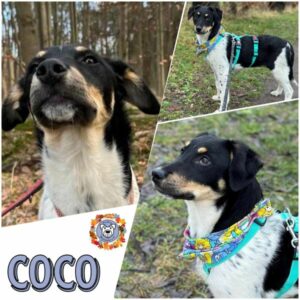 Coco (♀) in 18311 Ribnitz Damgarten - vermittelt