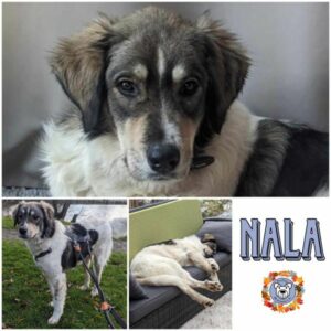 NALA in 51379 Leverkusen - vermittelt