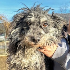 MELLO - vermittelt MD