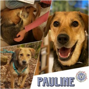 PAULINE (♀) in 82223 Eichenau - vermittelt