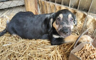 Hilfe für unsere Hauthunde: Wir brauchen dringend neues Simparica!