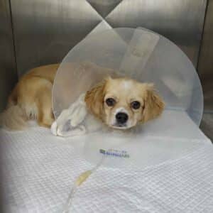 MAMILA - reserviert Tierhilfe Lebenswert DR - vermittelt