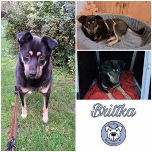 BRITTKA - Gnadenplatzhund seit dem 20.01.2024 - RBB 05/24