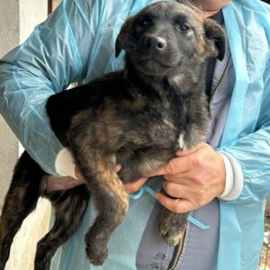 BILLIE (♀) - ausgereist zum TH Tuttlingen