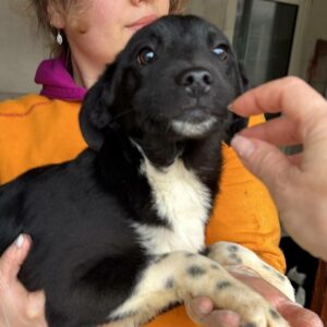 GENJI (♂) - ausgereist zum Kinder- und Tierschutzhof Hahnenberg