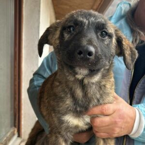 MAGALI (♀) - auf Pflegestelle im PLZ Bereich 92xxx - vermittelt