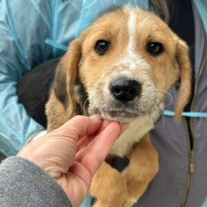 ASKARI (♂) - ausgereist zum Kinder- und Tierschutzhof Hahnenberg