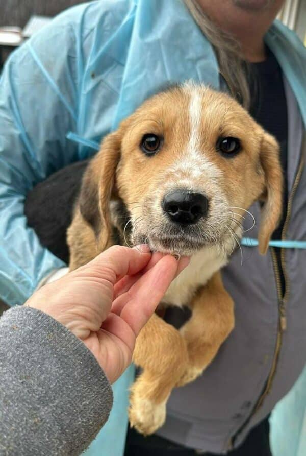 ASKARI (♂) - ausgereist zum Kinder- und Tierschutzhof Hahnenberg