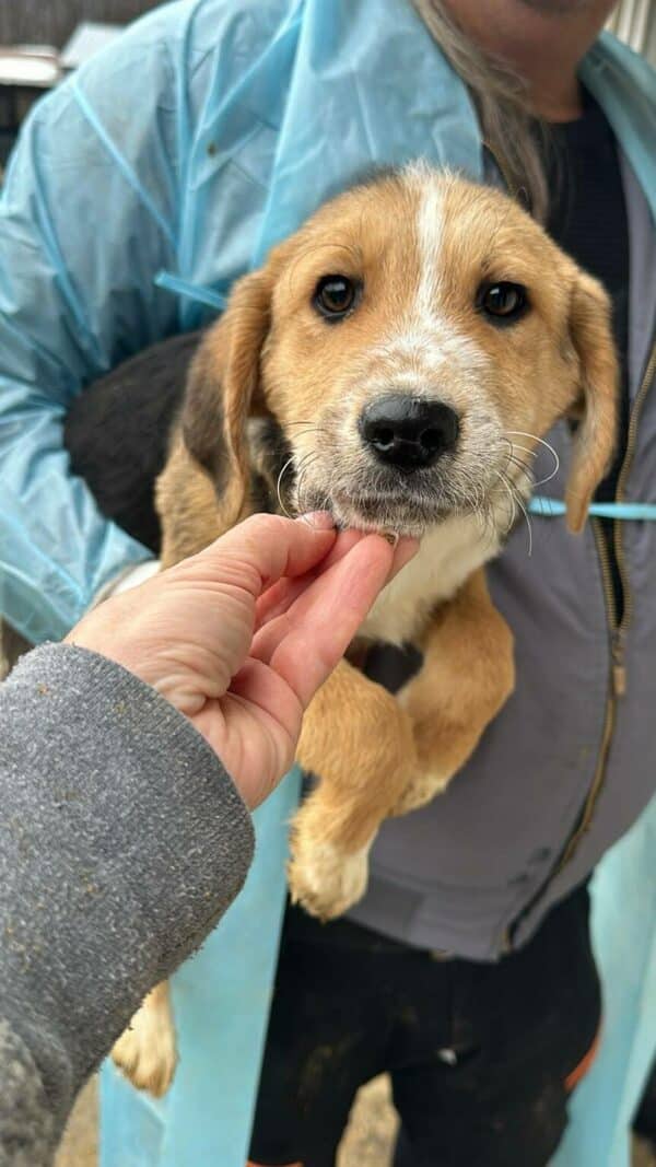 ASKARI (♂) - ausgereist zum Kinder- und Tierschutzhof Hahnenberg – Bild 3