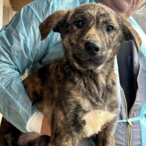 MANINA (♀) - vermittelt MD