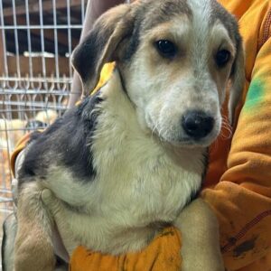 HALLOO (♂) - ausgereist zum Kinder- und Tierschutzhof Hahnenberg