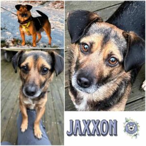 JAXXON (♂) in 40670 Meerbusch - vermittelt